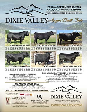 Sale Ad